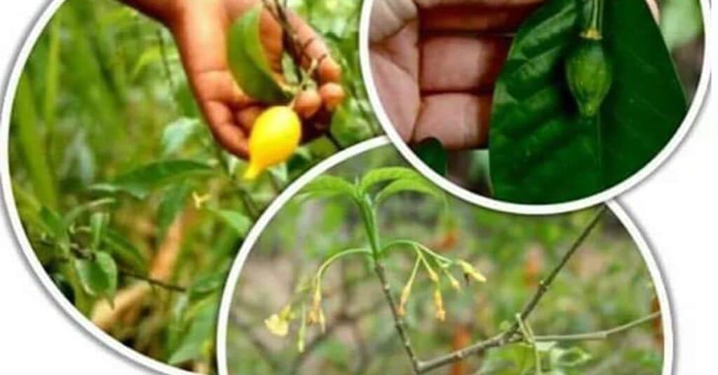A Ibogaina