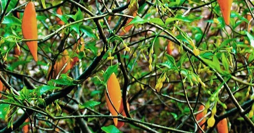 Como realmente funciona o tratamento com Ibogaina Saiba agora