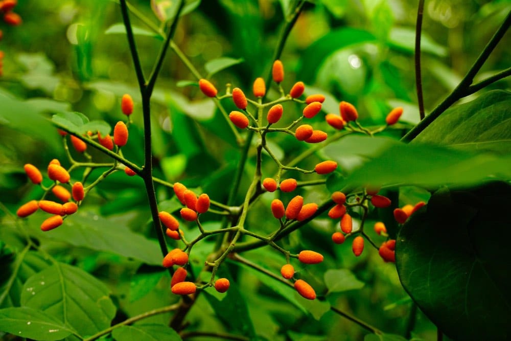 Tratamento com ibogaína em Floreal