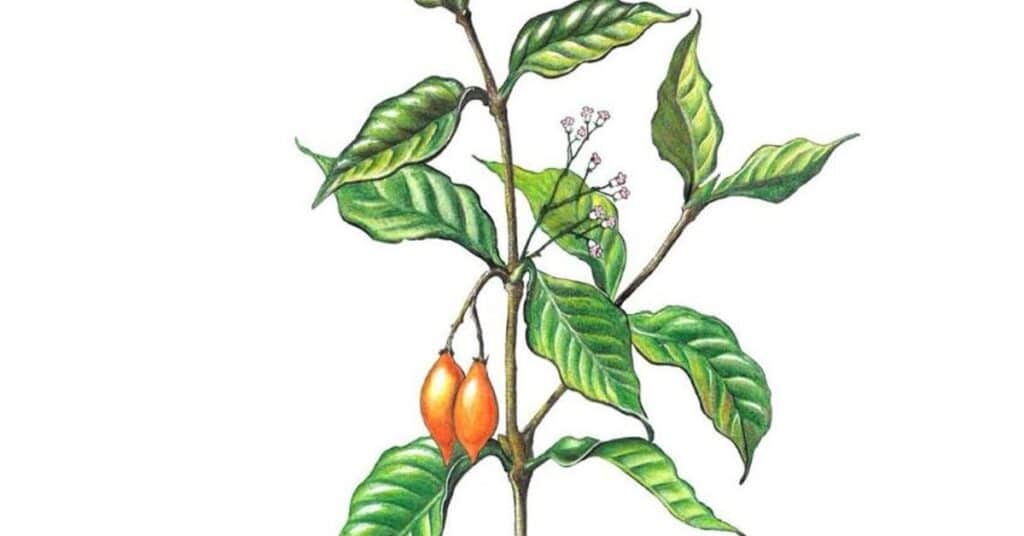 Tratamento com Ibogaina Depoimentos